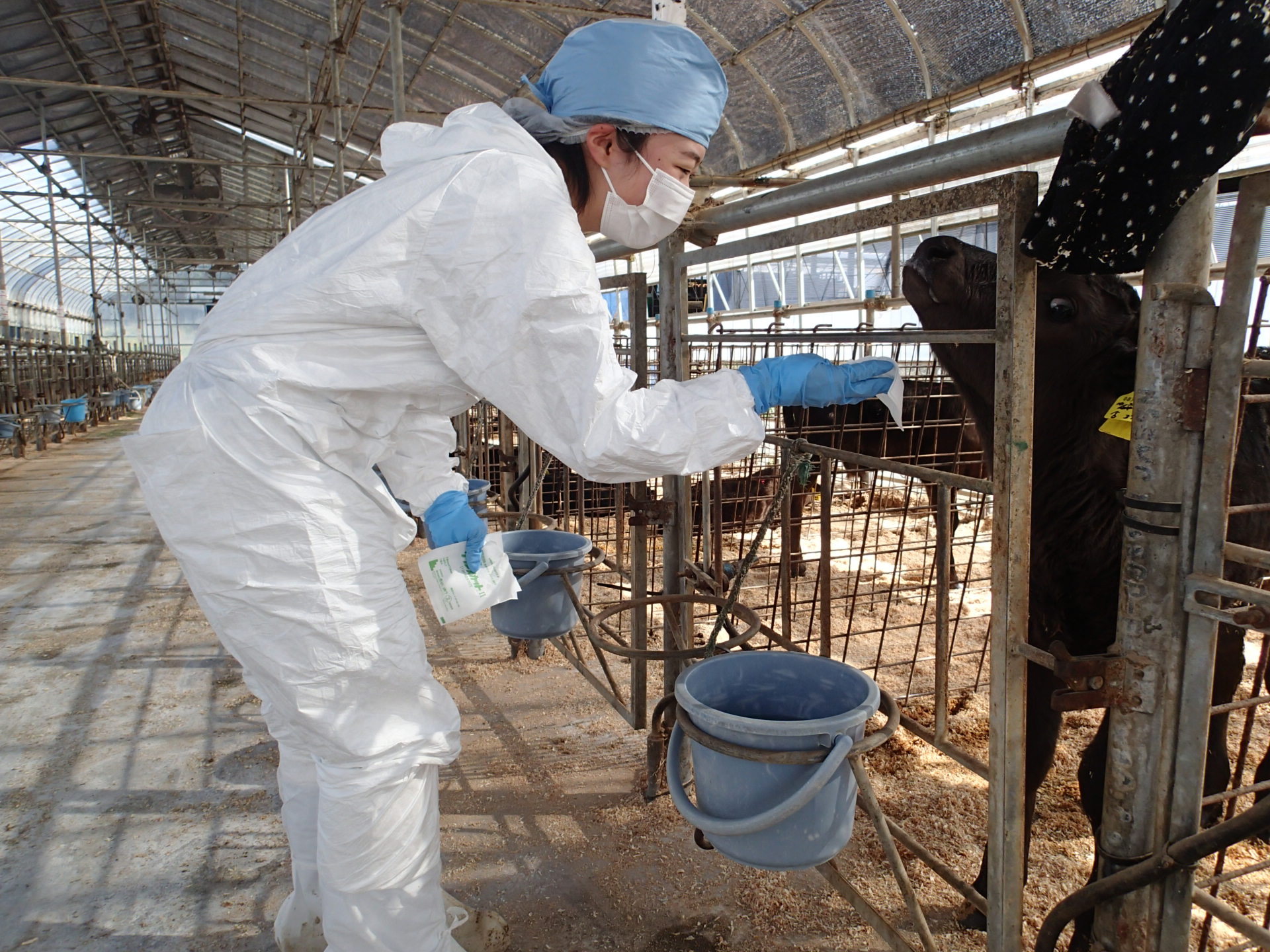 近隣の畜産農家で感染症の疑いのある子牛の採血を実施