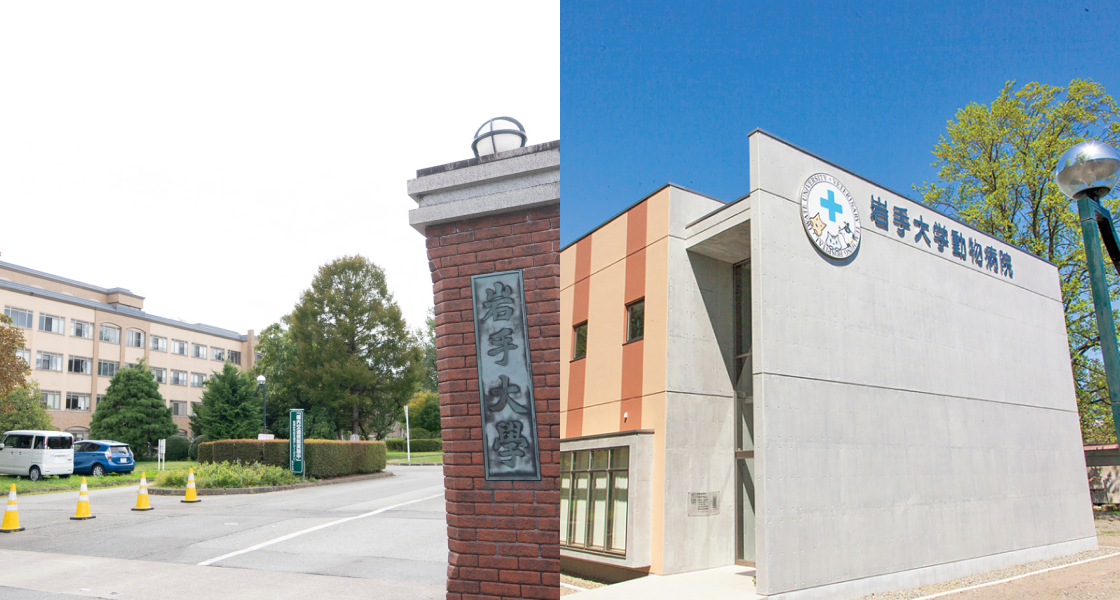岩手大学 獣医学部