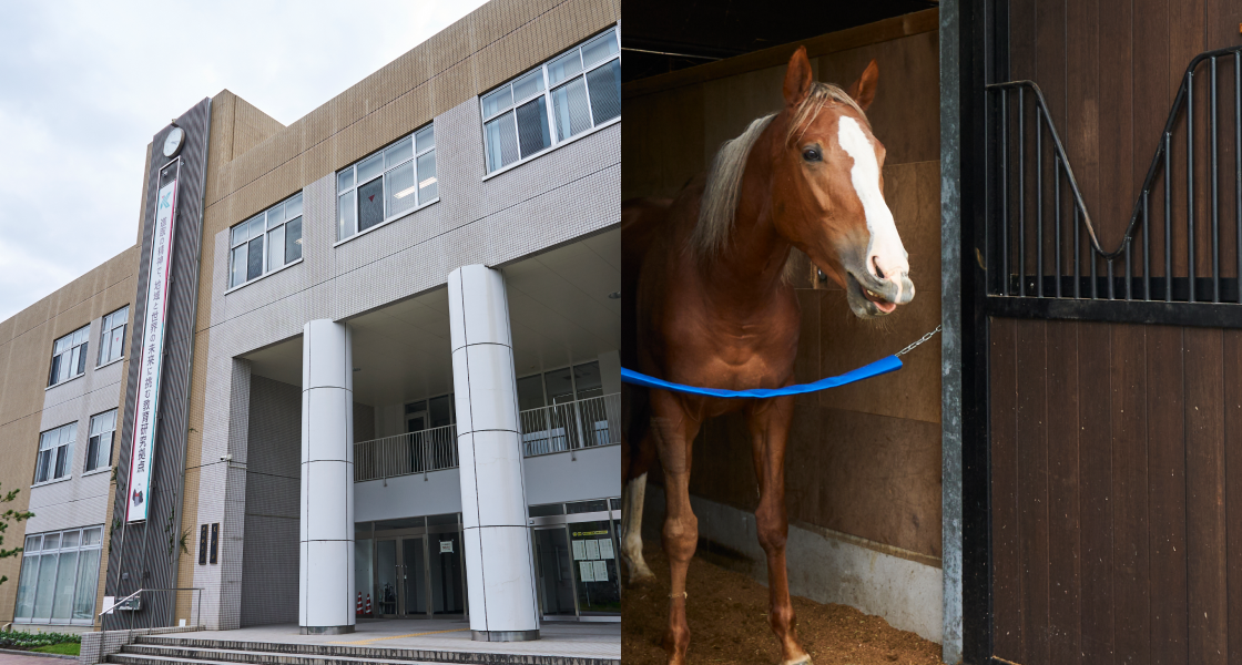 鹿児島大学 共同獣医学部
