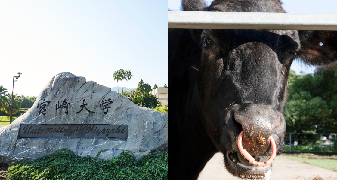 宮崎大学 農学部獣医学科