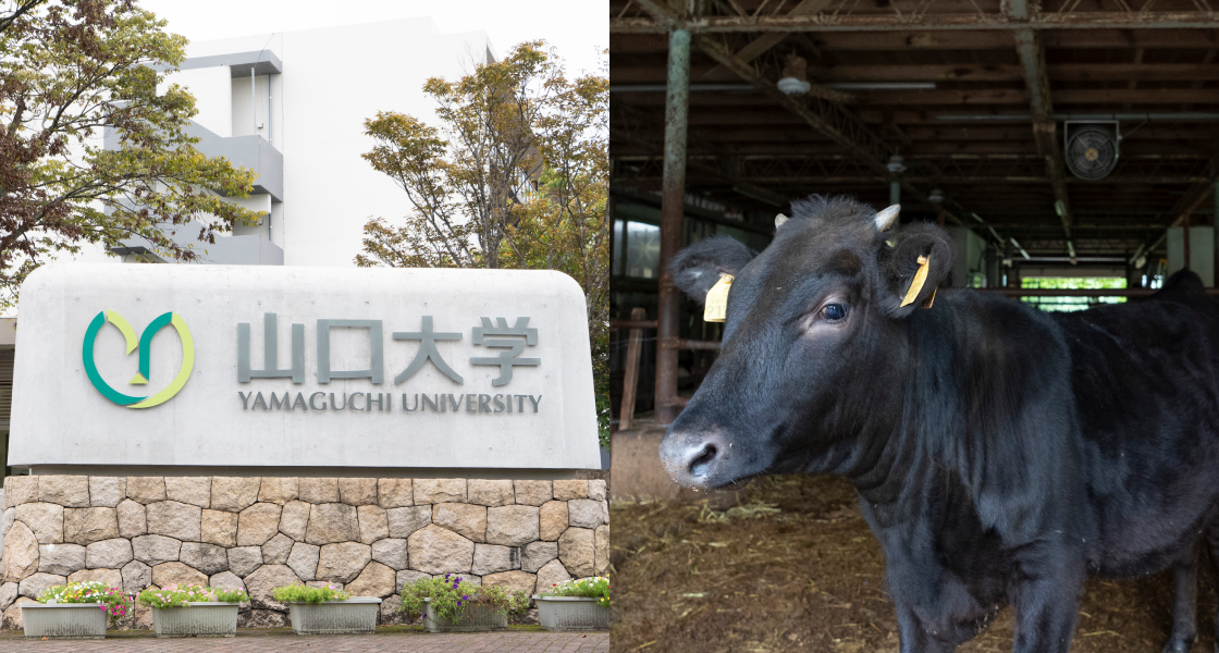 山口大学 共同獣医学部 共同獣医学科