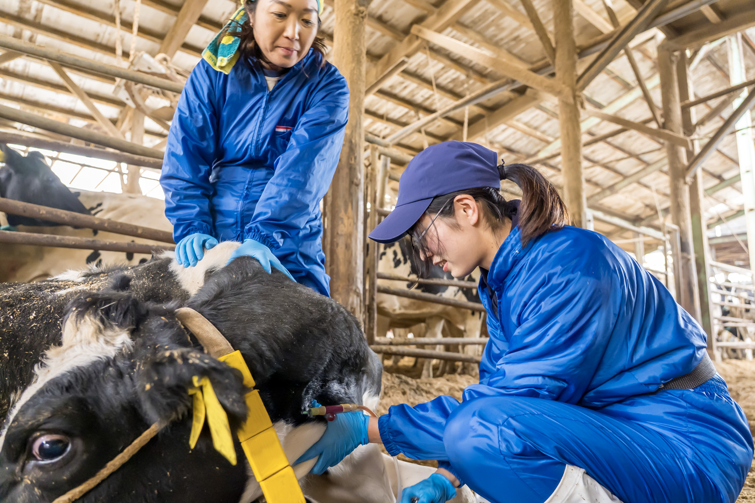 出産後、起立不能になった乳牛に点滴を投与する