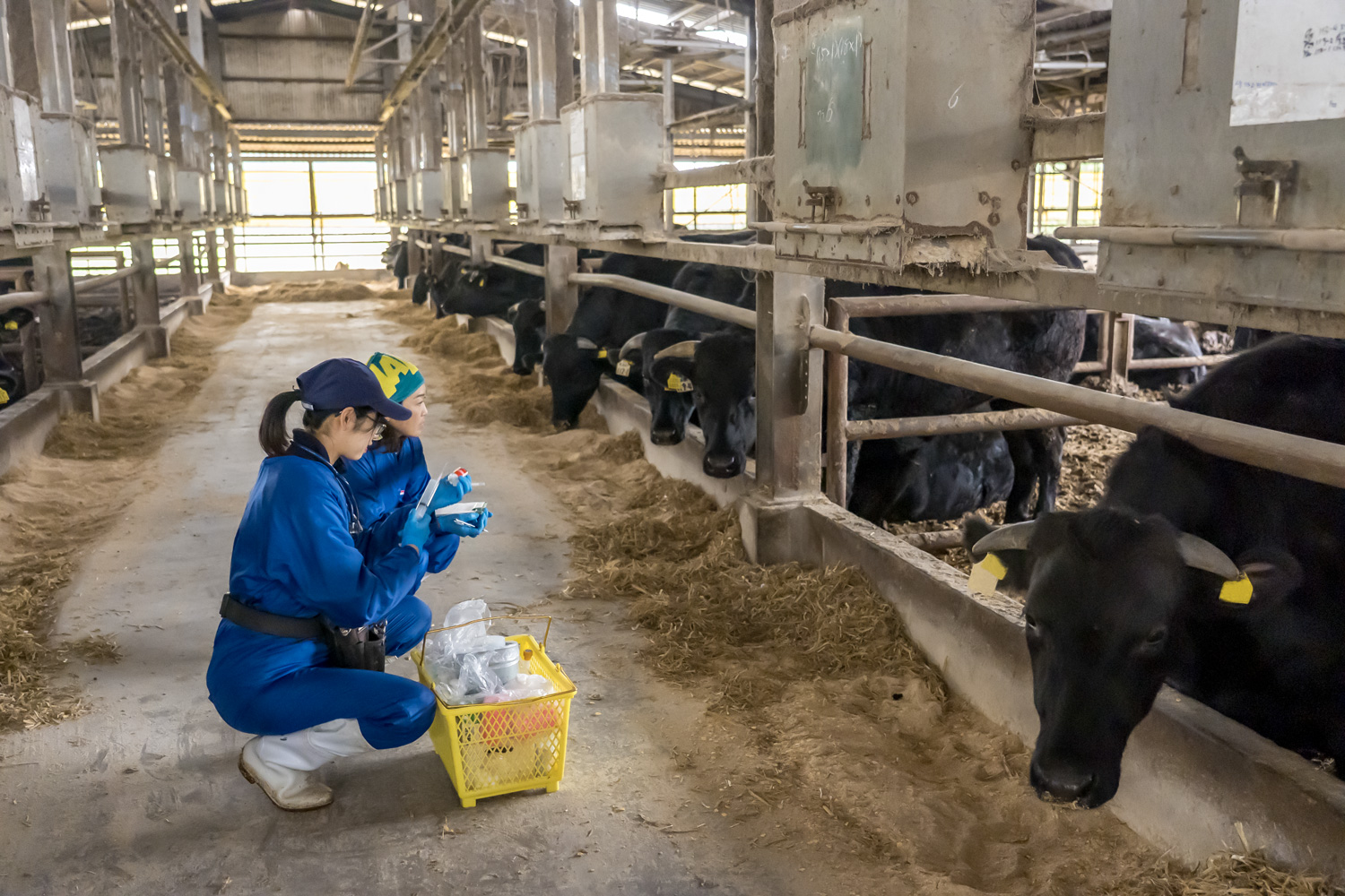 牛にワクチンやビタミン剤を接種するのも獣医師の重要な仕事