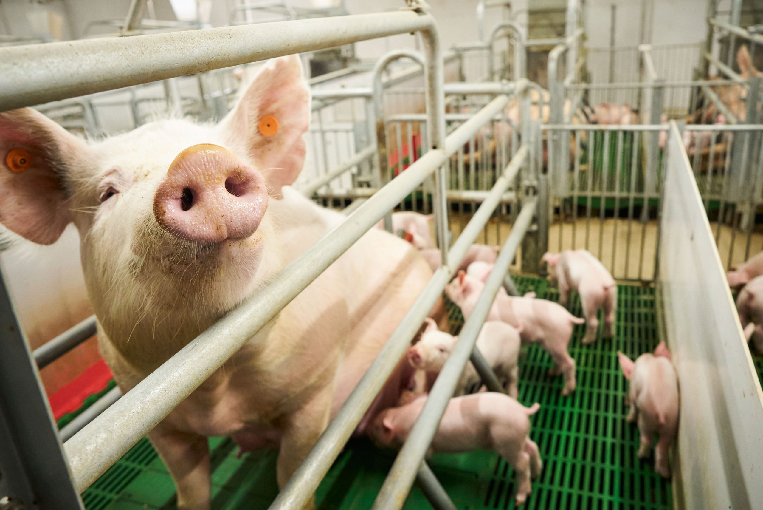 豚舎の環境管理から、従業員向けの勉強会、飼養管理の提案まで総合的に手がける